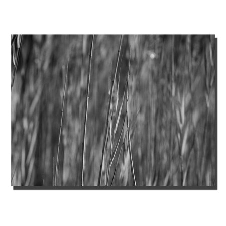 Trademark Fine Art Reed Abstrtact by Kurt Shaffer 24x32 Canvas Ready to Hang!, 24x32 KS015-C2432GG